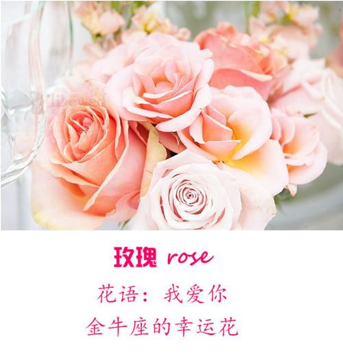 12星座幸运花语