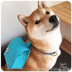 柴犬上学表情包下载表情图说小黄狗背书包表情