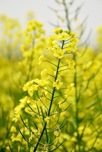 【明泰手机特约 春天的印象——潼南油菜花摄影图片】