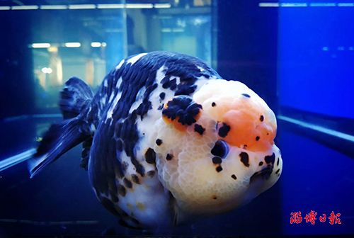 福州金鱼奶牛花兰寿夺冠