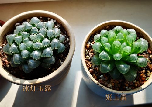 冰灯玉露与姬玉露 像一对姐妹花