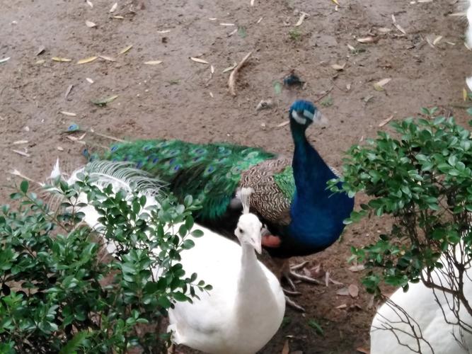 上海动物园 游玩