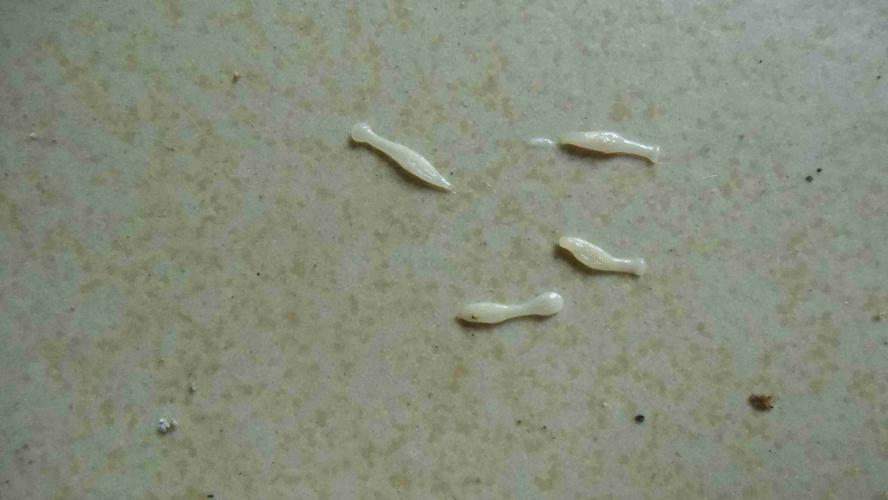 狗拉出这种白色蛆状虫子,请问这是什么虫子,怎么治疗