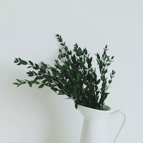 圆叶,细叶,大叶,小叶,傻傻分不清楚的尤加利叶如何分辨?