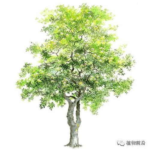 快来认树了101种带名字的手绘植物立面图