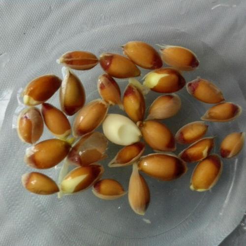 我家阳台上的各色盆栽(大多数是用水果种子培育而成,看着种子破土发芽