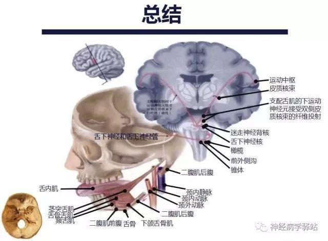 舌下神经解剖影像及临床