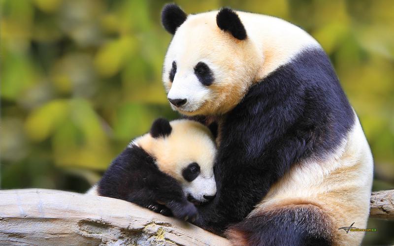 panda baby wallpaper
