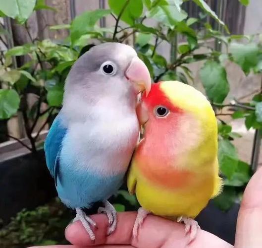 四种常见方法:帮你三秒分辨牡丹鹦鹉公母 原来这么