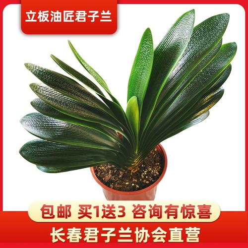 板油精品君子兰花卉室内绿植盆景花苗开花花籽花卉