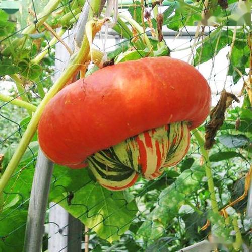 基金项目:福建福安观赏瓜类有机生态型基质栽培技术