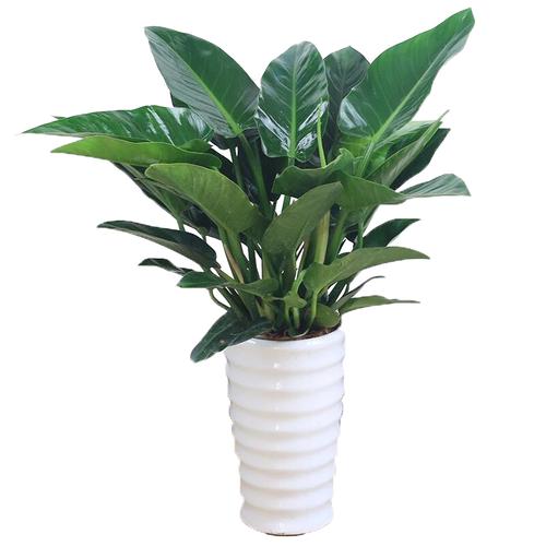 金钻 红钻 大叶四季常青植物大型绿植盆栽室内高档盆景花卉