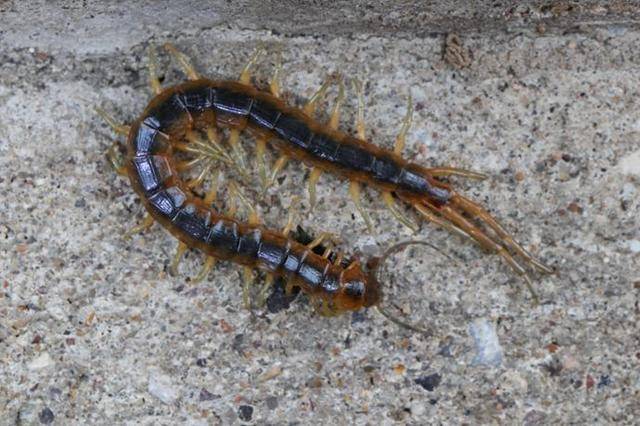 科普| 蜈蚣,蚰蜒和马陆