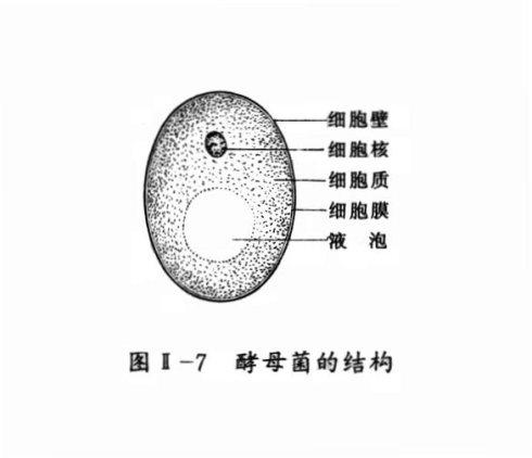 酵母菌