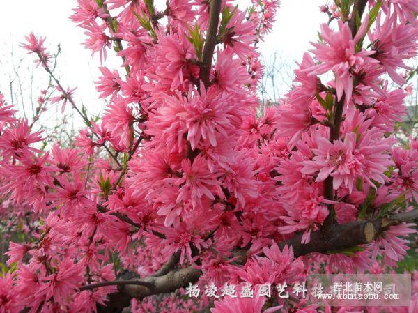 供应菊花桃,满天红桃,人面桃,洒红桃,照手桃,垂枝桃