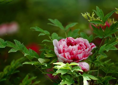 国色天香牡丹花——美的背后,一段不为人知的辛酸传说