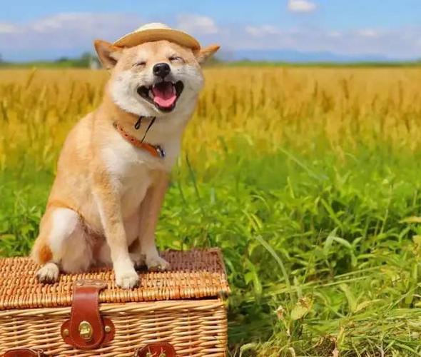 可爱的狗狗有很多,但比微笑,这只柴犬怕过谁?