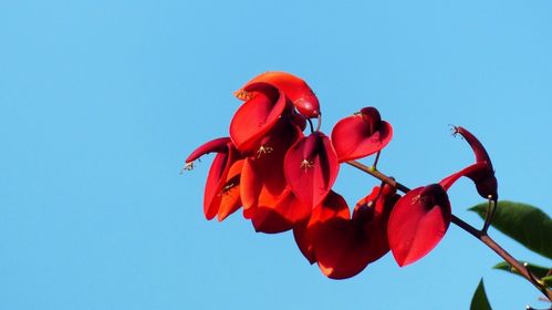 刺桐花折纸图片