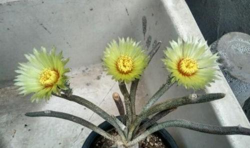 植物中有2种"美杜莎",一种是黑法师,一种是仙人球