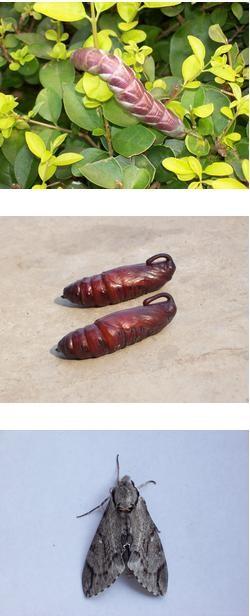 展开全部 某种天蛾的幼虫 具体品种可能是:霜天蛾的幼虫(熟龄虫)