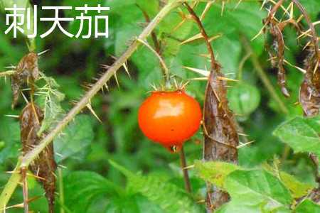 黄果茄和刺天茄的区别叶片区别花的区别