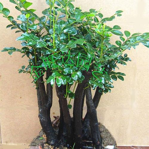 新品名贵黑骨茶黑檀木盆景树桩植物盆栽室内外桌面绿植小叶檀香紫