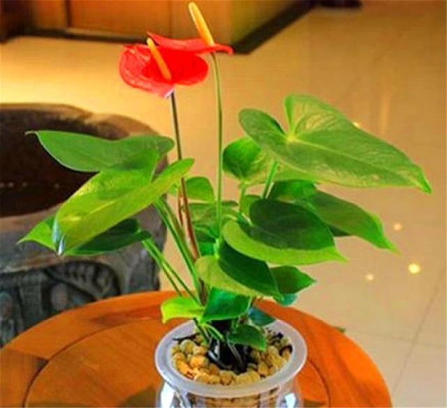 红掌分株繁殖详细步骤,做好这5点,不烂根生根快,成活率高