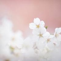 素雅清新的带花朵的唯美个性头像