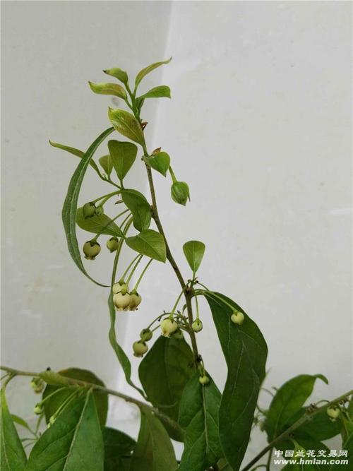 雌雄同株瓶兰花(金弹子).