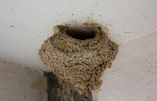 以前的燕子最大的特点就是它们会在人的屋里筑巢,而且通常是选择正房