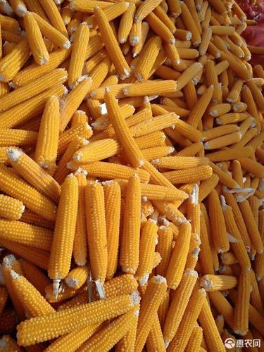 新爆裂玉米价格合理农民一手货