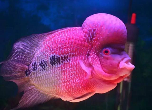 罗汉鱼寿命是多久?饲养成鱼罗汉鱼的水温应该控制在多少度?