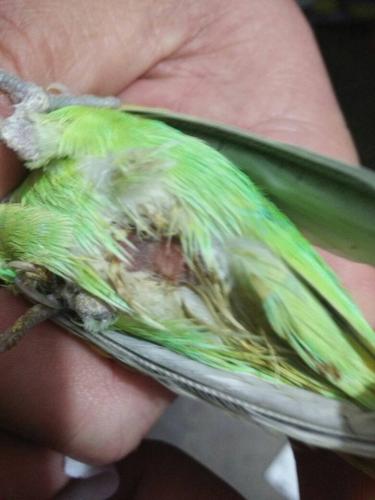 这是我家虎皮鹦鹉刚才拉的,是水便吗,肠炎还是肺炎,怎么治疗.