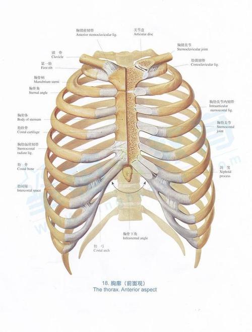 肋骨骨折去哪看不及时治疗危害大