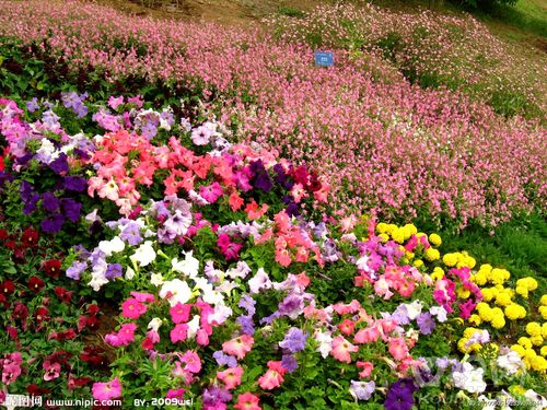 花团锦簇图片[摄影图,jpg]