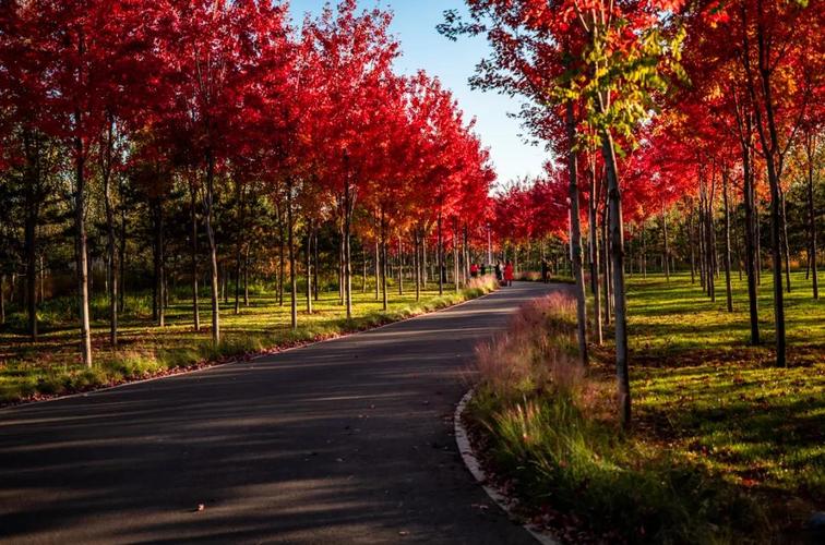 踏青季,不如去小岛的这个绝美公园,一年四季美景不断