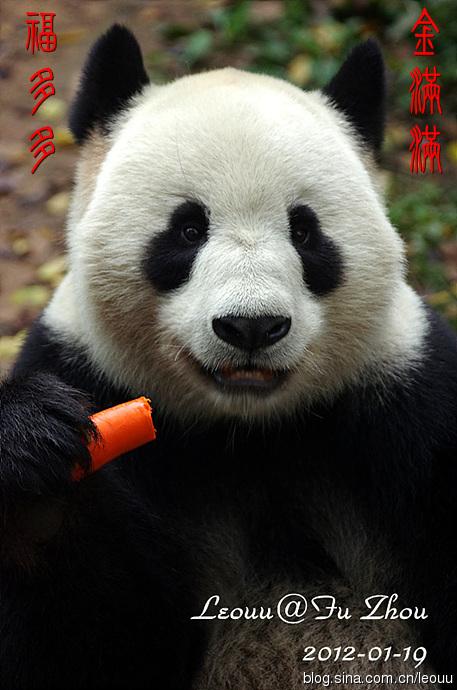 转载熊猫福福拜年祝福大家福多多金满满
