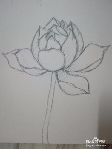 《一枝荷》荷花铅笔手绘素描教程