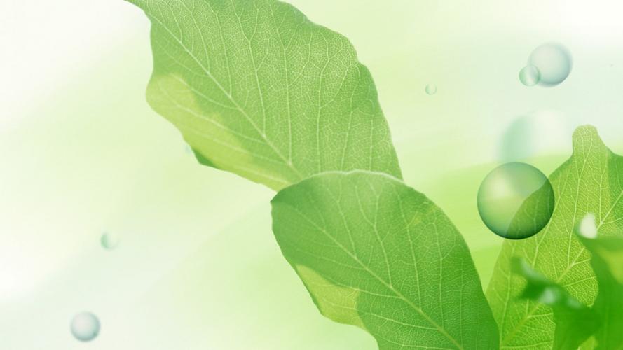 第一辑,植物壁纸,护眼,绿叶,高清,清新,壁纸,1920x1080