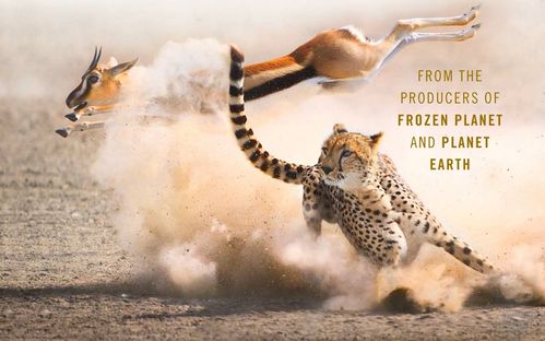 【bbc纪录片】猎捕