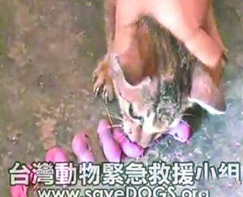 压头,小孩将小猫的头压制,逼牠靠近小老鼠.图片来源:台湾媒体