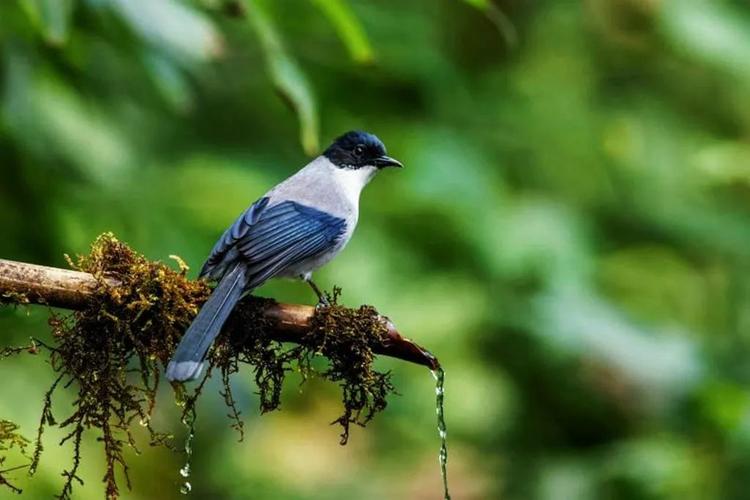 每天带你了解一种鸟-黑头奇鹛