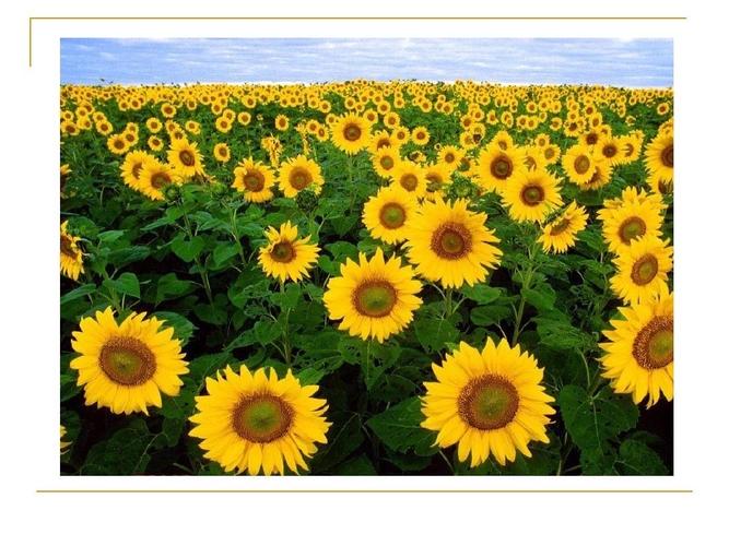 【美术小课堂】美育抗疫,为梦前行——《景物的近大远