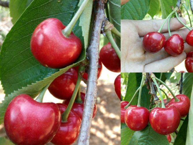 早大果和大红灯哪个好吃,,这2个樱桃品种有什么区别