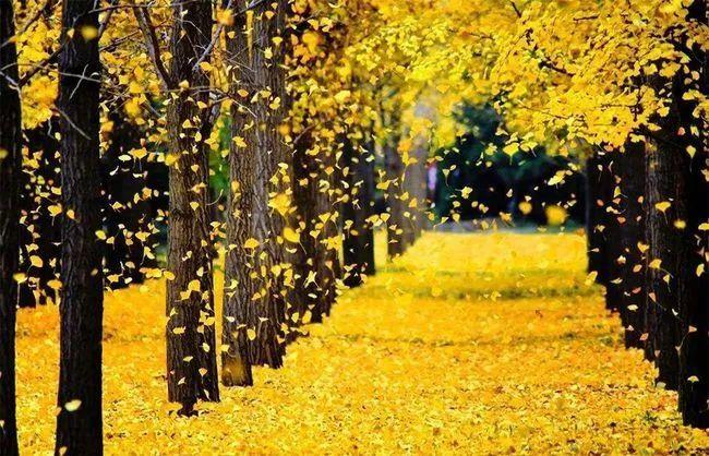 【青浦文学】我心中的银杏树