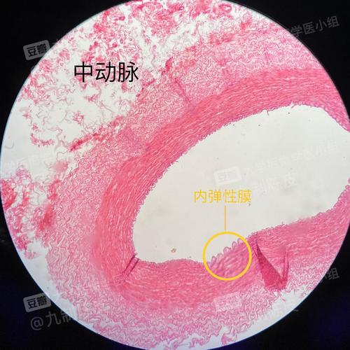 组胚切片实验复习