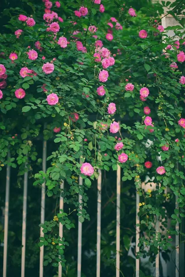 蔷薇花图片让蔷薇花告诉我们属于别样的浪漫