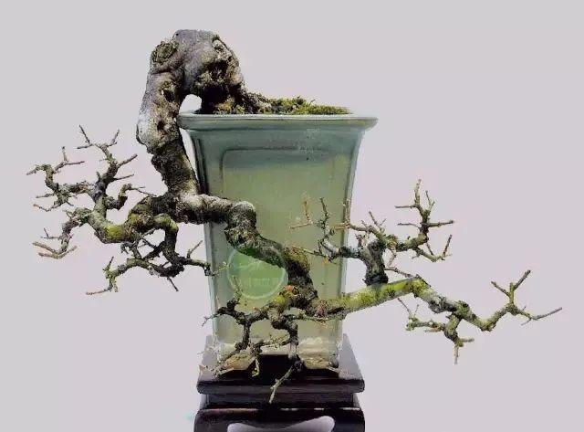 千姿百态雀梅大收集