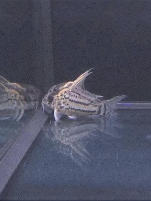 鼠鱼超级舒瓦茨瓦茨活体观赏鱼底栖活泼鱼