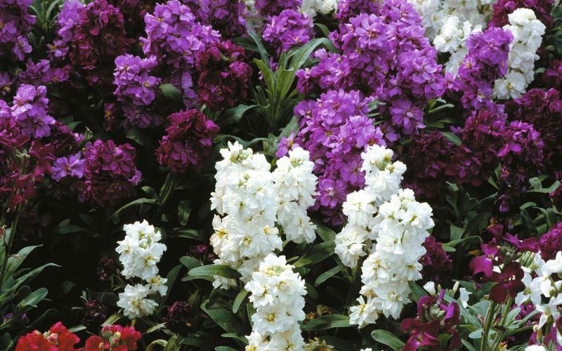 紫罗兰花朵 壁纸图片